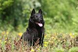 SCHIPPERKE 288